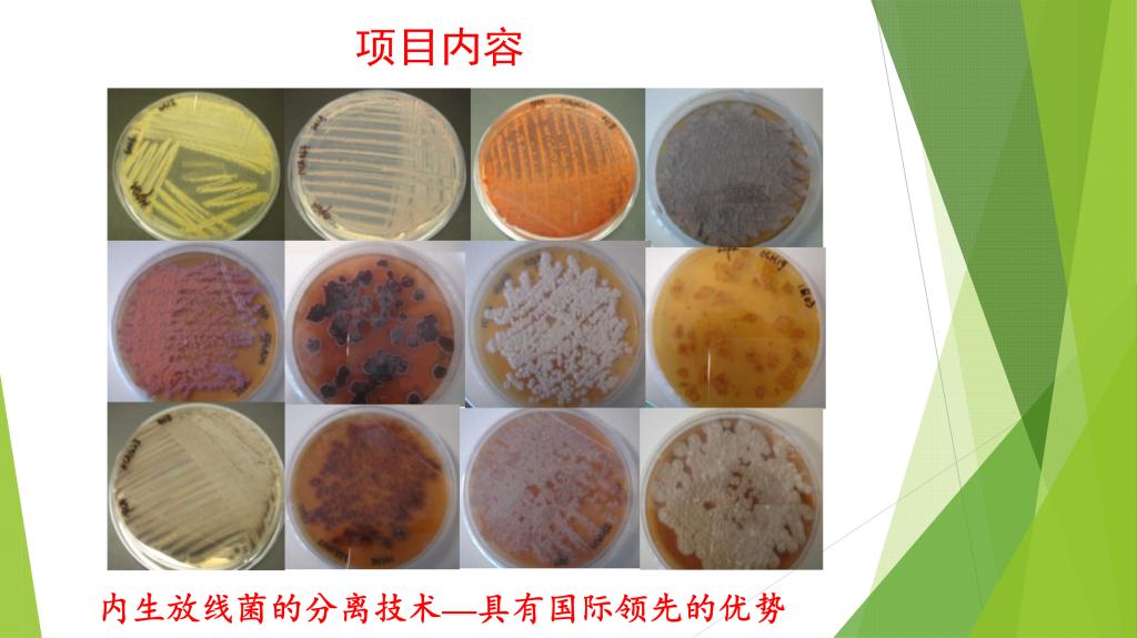新型生物農(nóng)藥——超高活性植物內(nèi)生放線菌的開發(fā)應(yīng)用 十年等來的綠色革命